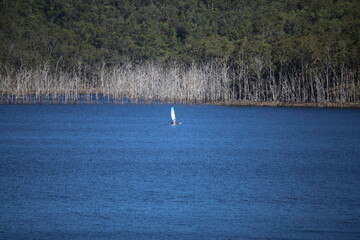 Sailing Boat on Blue Lake with Dead Sunken Trees in the background