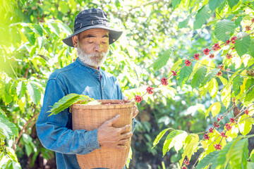 elderly Asian male gardener collects organically grown coffee beans in a coffee plot.