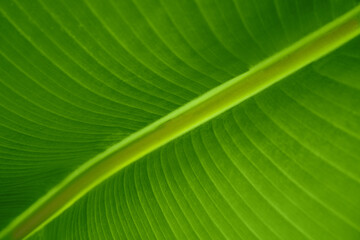 Abstract natural leaf. Bright greenpalm leaves image for spring , summer time background