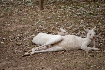the mother and son albio kangaroo are resting together