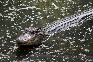 this is a close up of an alligator
