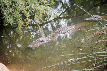 Alligators have a long, rounded snout that has upward facing nostrils at the end.