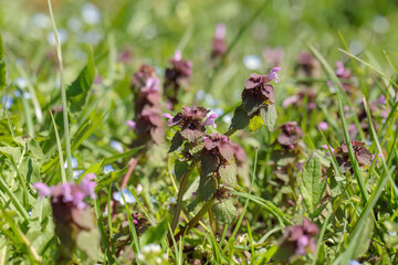 Group of red dead nettles (Lamium purpureum) between some speedwell and other weed.
