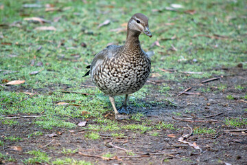 the Australian maned duck is walking through a field