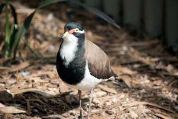 the banded lapwing is walking looking for food