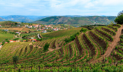 Fototapeta na wymiar Douro valley, vineyards agriculture, famous site in Portugal, near Porto