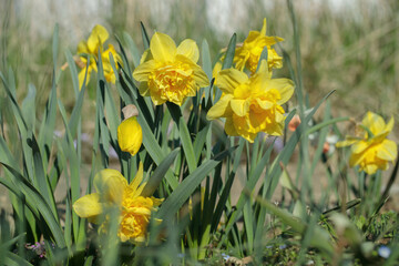 Obraz premium Group of large yellow daffodils with double corona.