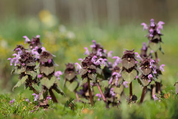 Group of red dead nettles (Lamium purpureum).