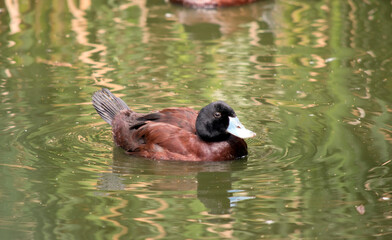 the male blue billed duck is swimming in a lake