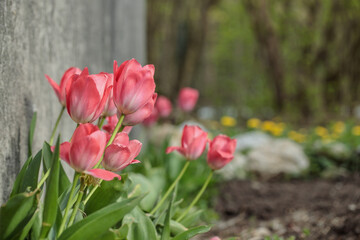 Group of soft pink tulips in a flower bed. Copyspace.
