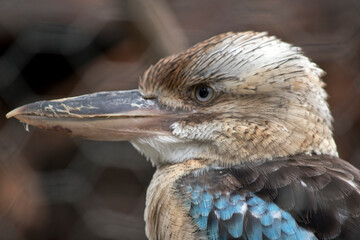 this is a side view of a blue winged kookaburra
