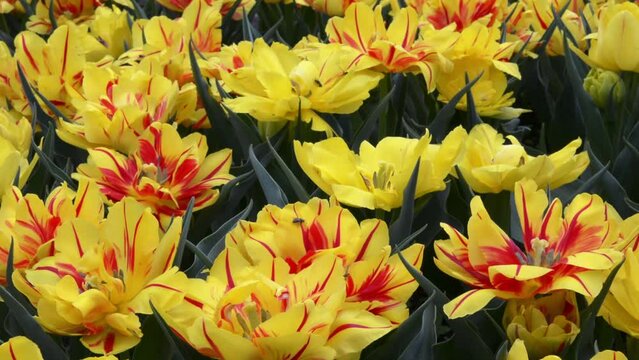 Yellow and red tulips Double Monsella spring flowers gardening. Yellow tulip field