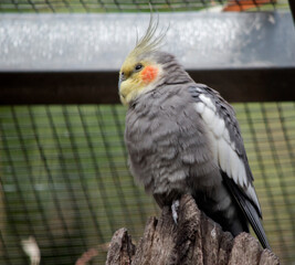the cocatiel is perched on a log