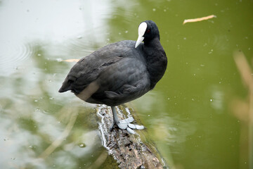 the Eurasian coot is standing on a log