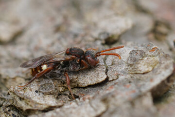 Natural closeup on a White-spotted Nomad solitary cuckoo bee, Nomada alboguttata sitting on wood