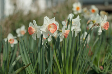 Group of large-cupped daffodils with white petals and pink corona.