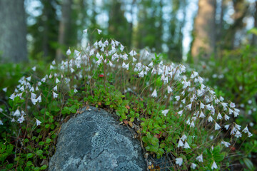 Tiny twinflower, Linnaea borealis blooming in small pale pink twin bell- shaped flowers in Finnish...