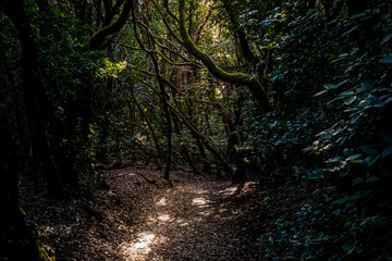 Step into a realm of natural wonder with a mystical experience as you traverse a sun-dappled...