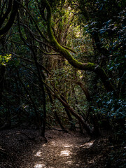 Embark on a mystical journey through the lush greenery of Tenerife's enchanting Anaga laurel forest, where a sunlit footpath meanders through dense foliage, offering a tranquil and magical experience.