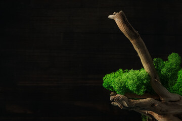 Moss, space for text, concept of different backgrounds