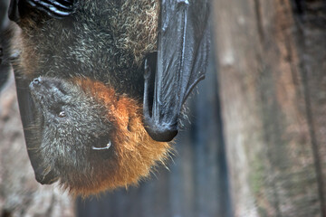 the fruit bat hangs upside down resting