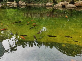 Various types and colors of fish in the pond