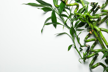 Concept of tropical and summer plant - bamboo