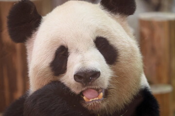 Obraz premium 白浜のパンダ結浜