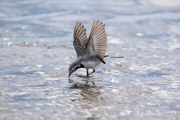 Small white wagtail, Motacilla alba looking for insects on the surface of shallow water