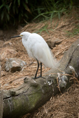 this is the side view of a great egret