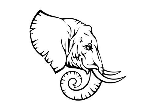 vector color elephant animal illustration design