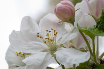 Fototapeta na wymiar arbre fruitier en fleur