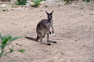 The kangaroo-island kangaroo is looking for food