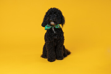 Cute black Toy poodle dog on yellow background