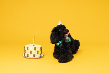 Black Toy poodle dog on yellow background, Dog Birthday