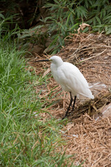 this is a side view of a littleegret standing in grass