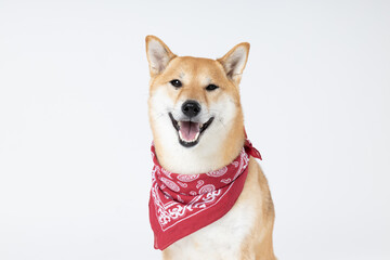 Shiba Inu cute dog on white background