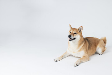 Shiba Inu cute dog on white background