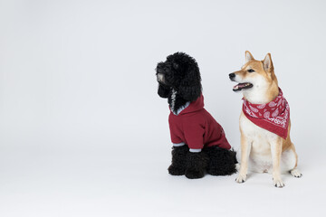 Shiba Inu and Toy poodle dogs on white background