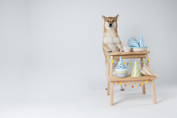 Naklejka premium Shiba Inu dog on white background, Dog Birthday