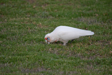 the long beaked corella is looking for food on the grass