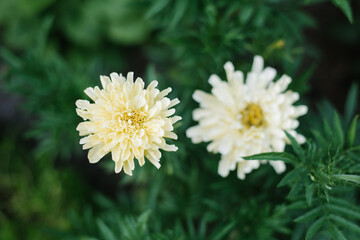 Obraz premium Soft yellow marigold flowers in the garden