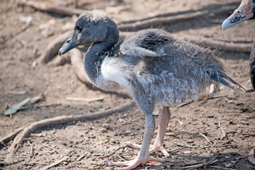 Fototapeta premium this is a side view of a magpie gosling next to its mother