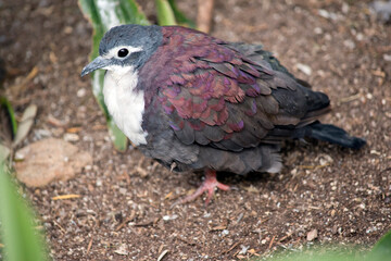 this is a side view of a New Guinea white breasted ground dove