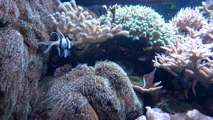 Fototapeta na wymiar Sea anemones in beautiful aquarium