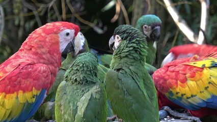 Group of Ara parrots, Red parrot Scarlet Macaw, Ara macao