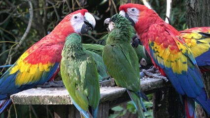 Group of Ara parrots, Red parrot Scarlet Macaw, Ara macao