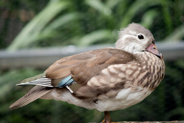 this is a side view of a female peking duck