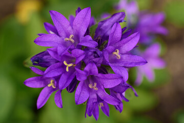 Fototapeta na wymiar Purple crowded bell in the garden in summer