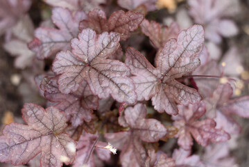 Leaves of purple geyhera in the garden in summer with a close-up